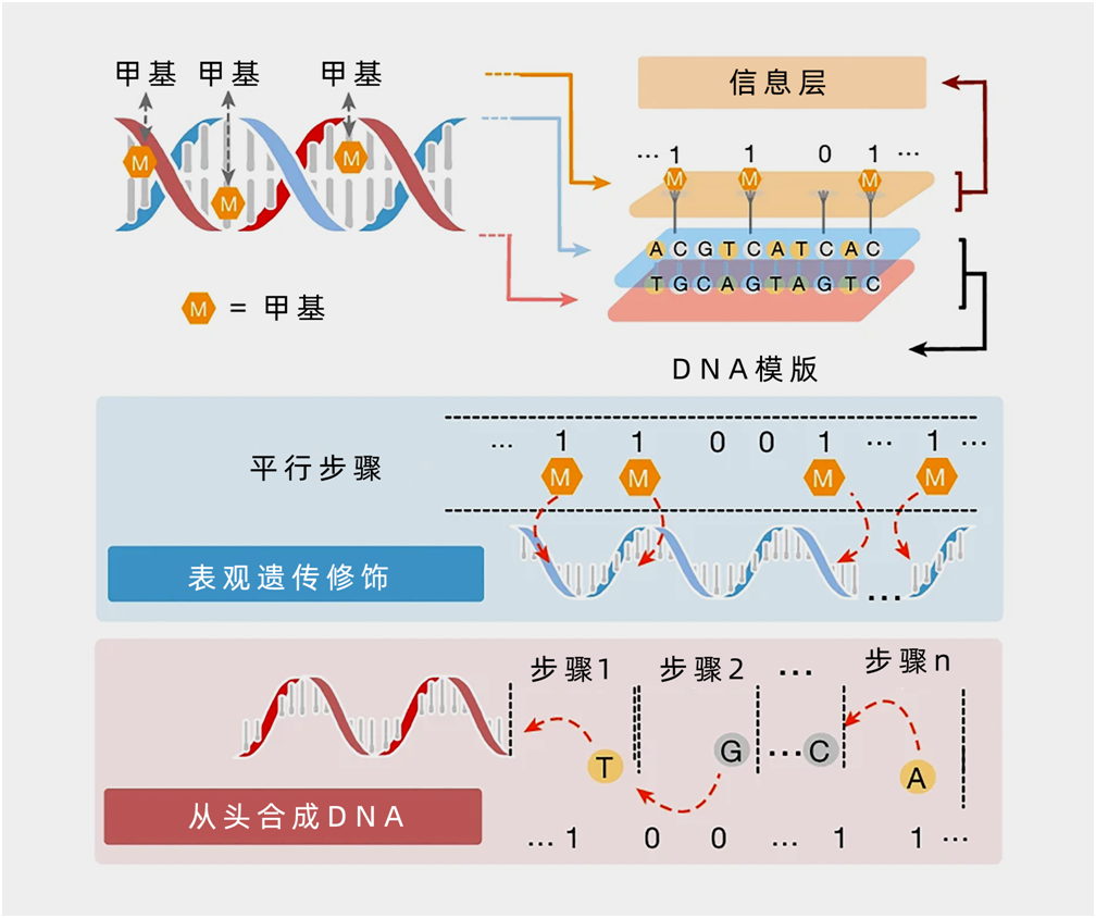 DNA才是最好的硬盘？数据存储危机加剧，中国科学家取得新突破