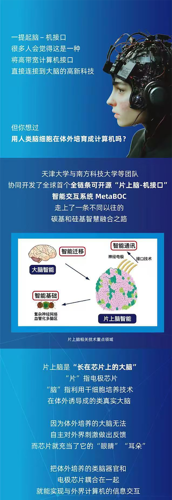 体外培养的“脑子”开小车避障？中国科学家们如何做到的？
