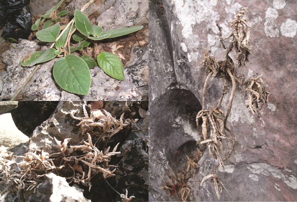 科学家发现神奇“僵尸植物”！枯死遇雨秒复活，秘密藏在根部水压里