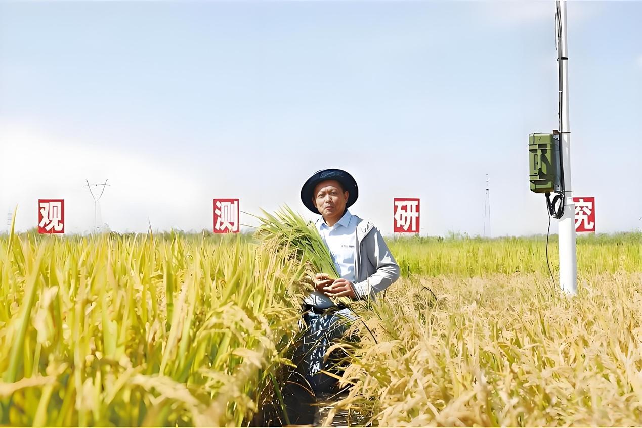 曾是无人问津的“边缘粮”，如今登《科学》顶刊，高粱凭啥逆袭？