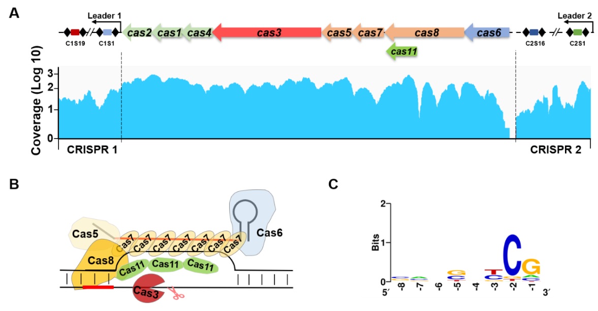 高效基因编辑新突破：我国科学家首次利用内源I-B型CRISPR/Cas系统改造“生物农药工厂”
