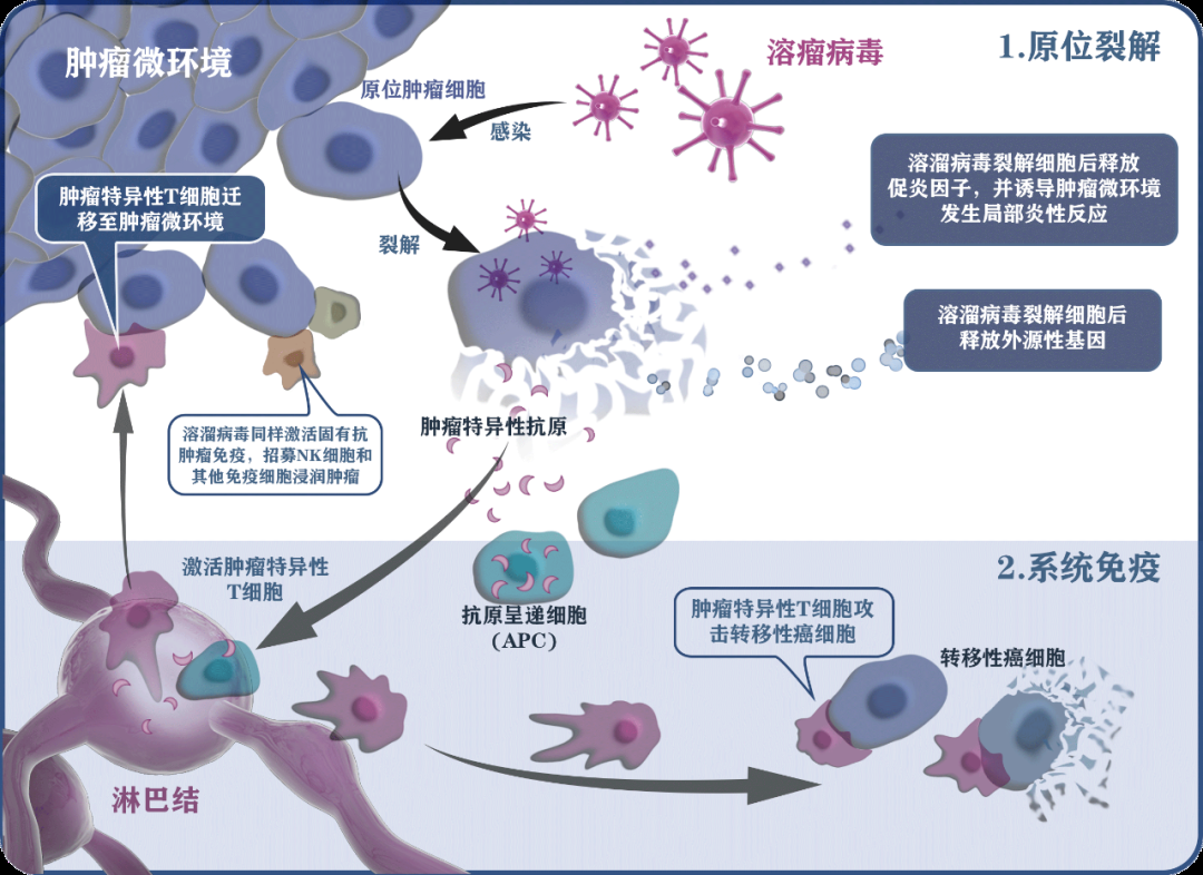 “突破性疗法”！中国科学家激活“抗癌特工”新作用